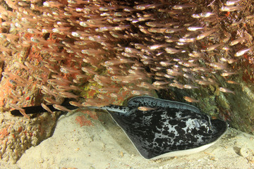 Blotched Fantail Ray (Marbled Ray or Stingray)