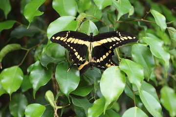 butterfly on leaf