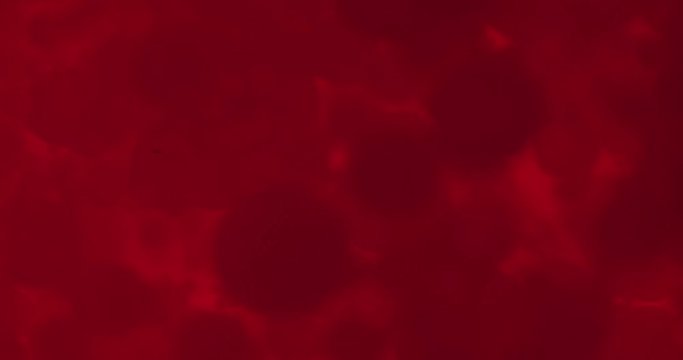 Small red blood cells in fluid