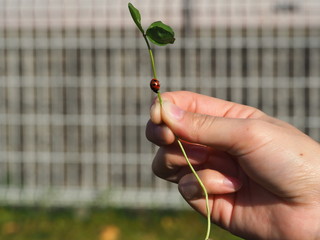  Photo of ladybird climbing on grass