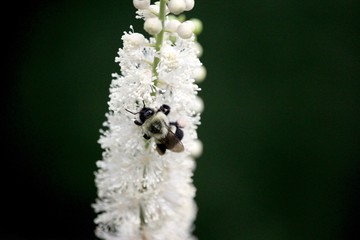 Bee Closeup on flower