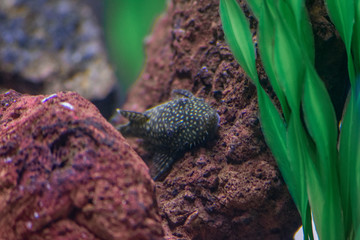 Naklejka na ściany i meble aquário peixes coloridos em águas azuis escuras