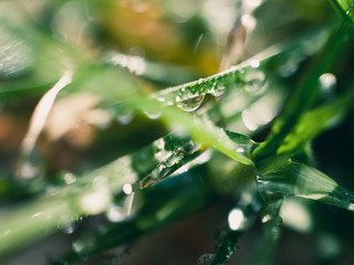 dew on the grass