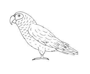 Vector hand drawn doodle sketch gray African parrot isolated on white background © Sweta