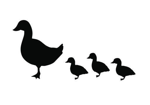 Vector black duck and baby ducklings silhouette isolated on white background