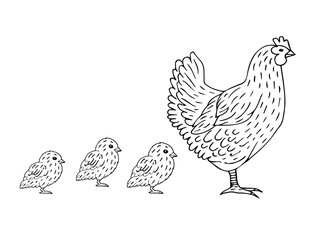 Fototapeta na wymiar Vector hand drawn doodle sketch chicken and baby chicks isolated on white background
