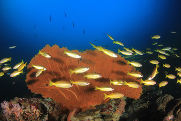 Fototapeta na wymiar Fan corals and school of snapper fish