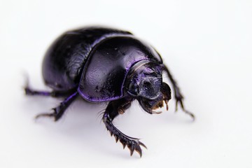 Naklejka premium black beetle isolated on white background