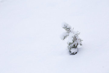 Snowy Trees