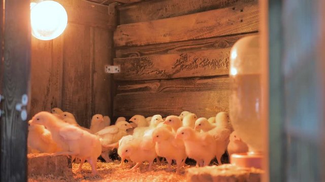 Broiler chicken chicks at the poultry farm