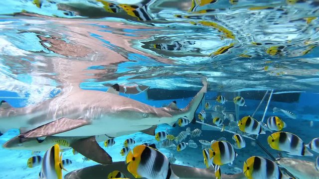 Underwater shot. Stingray, tropical fish and sharks swim in Bora Bora, Tahiti French Polynesia. Luxury travel vacation & paradise getaway, water activities - snorkeling and diving tour. 