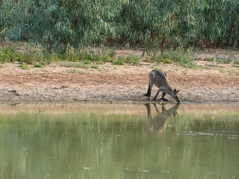 A one beautiful Kangaroo is drinking water from Bogan river in regional town of Nyngan, New South Wales.