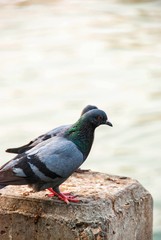 pigeon in the park