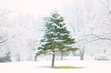 evergreen tree in snow