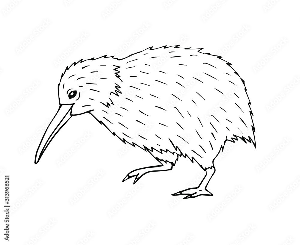 Wall mural Vector hand drawn doodle sketch kiwi bird isolated on white background