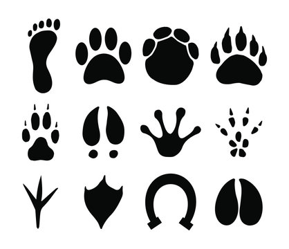 Vector black set bundle of different animals foot print steps isolated on white background