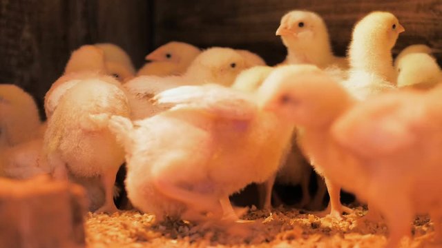 Broiler chicken chicks at the poultry farm