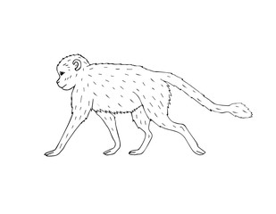 Vector hand drawn doodle sketch monkey isolated on white background