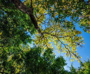 tree canopy of different shades of green, melted with the blue sky