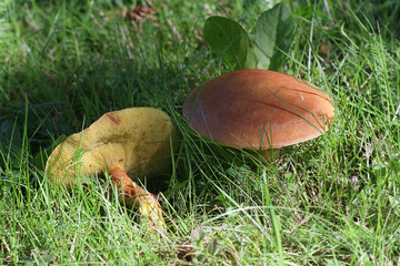 Suillus grevillei, known as Greville's bolete or larch bolete, wild edible mushroom from Finland