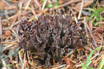 Thelephora palmata, known as the stinking earthfan or the fetid false coral, wild mushroom from Finland