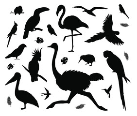 Obraz premium Vector set bundle of black tropical wild birds silhouette isolated on white background