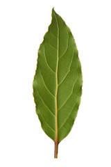 Naklejka na ściany i meble Laurel leaf isolated