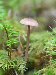 Mycena sanguinolenta, known as the bleeding bonnet, the smaller bleeding Mycena, or the terrestrial bleeding Mycena, wild mushroom from Finland