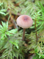 Mycena sanguinolenta, known as the bleeding bonnet, the smaller bleeding Mycena, or the terrestrial bleeding Mycena, wild mushroom from Finland
