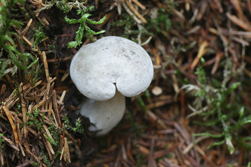 Clitocybe odora, known as aniseed toadstool, aniseed funnelcap or aniseed funnel, wild mushroom from Finland