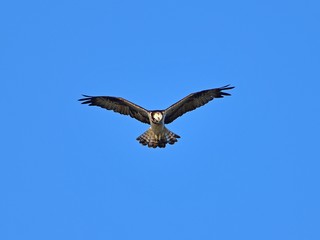 青空バックにホバリングするミサゴ