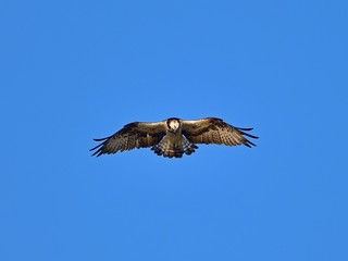 青空バックにホバリングするミサゴ