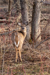young deer watching its own back in the wild. Whitetail deer in the brush