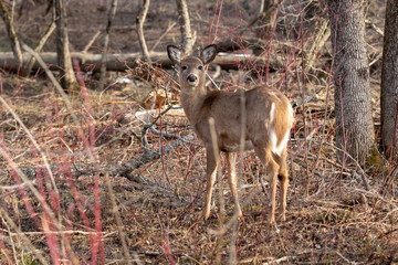 Whitetail deer in brush look over its body, watching its back. negative space in photo
