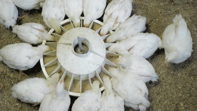 White broiler chicken at the poultry farm