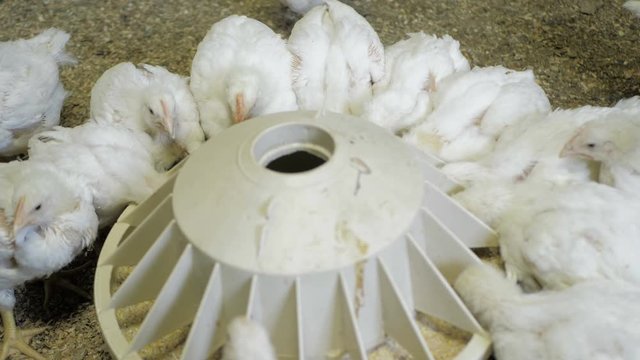 White broiler chicken at the poultry farm