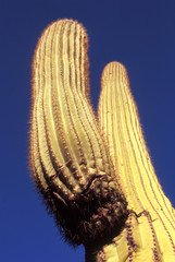 Saguaro Cactus, Sonoran Desert, Arizona
