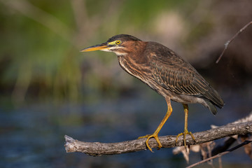 Green Heron standing on a stick just above the water