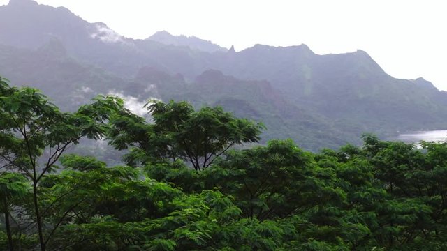 Tropical green jungle forrest of Mount Rotui, Cooks bay and Opunohu bay. Moorea, Tahiti French Polynesia. Slow motion glide panoramic shot. Luxury travel vacation & paradise getaway, romantic honeymoo