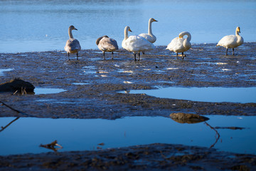 川辺で休憩中の白鳥