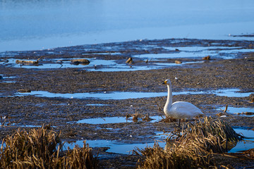 川辺で直立する白鳥