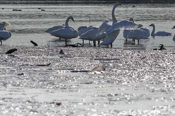 川辺で羽を広げる白鳥