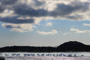 川辺で休息す白鳥の風景
