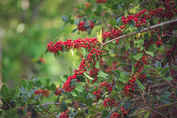 Plant background of branches and berries of Holly.