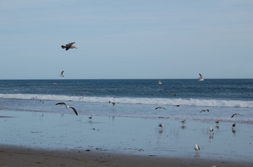 Fototapeta na wymiar Seagulls Loving the Ocean