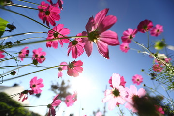 Pink Cosmos flowers and blue sky