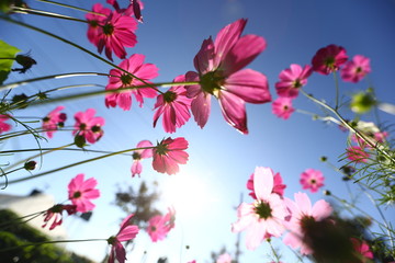 Fototapeta na wymiar Pink Cosmos flowers and blue sky