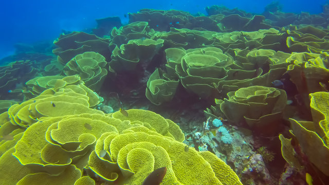 cabbage coral, Turbinaria reniformis, on rainbow reef in fiji