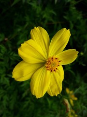 yellow flower in the garden