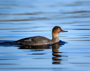 duck in the water, swimming female merganser in a open lake